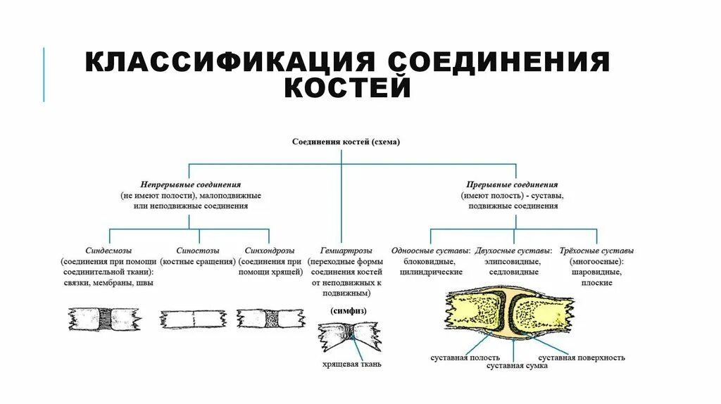 Соединение кости классификация