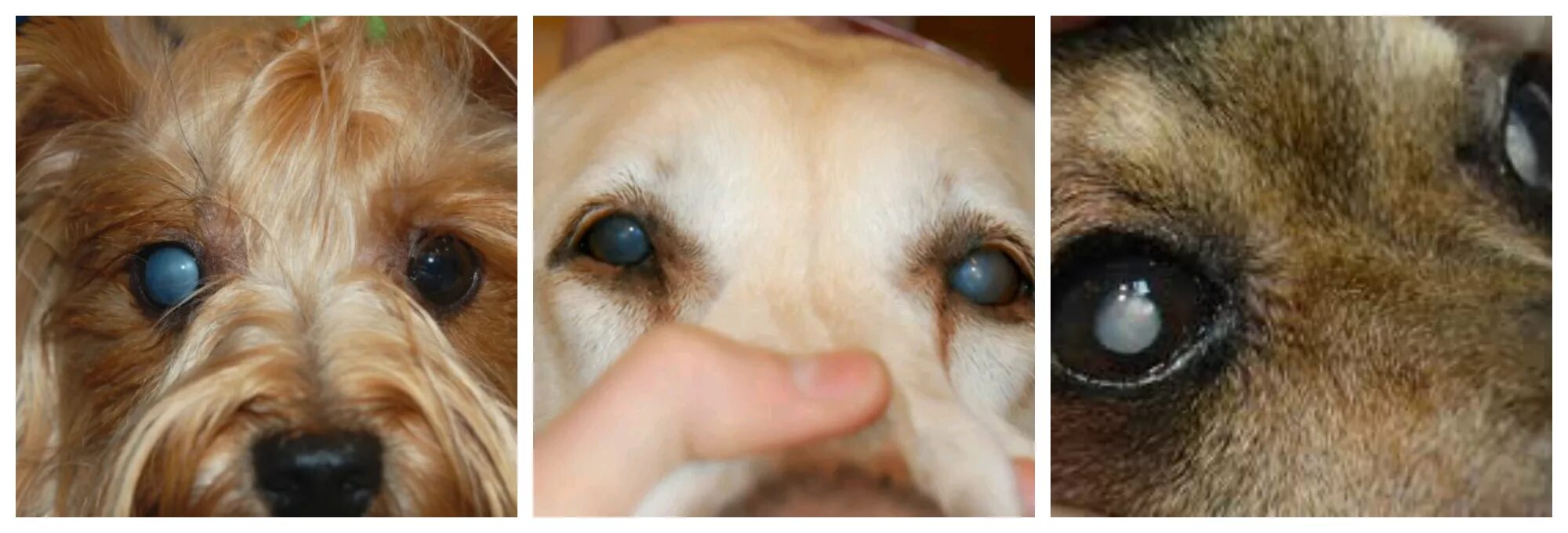У щенка текут глаза