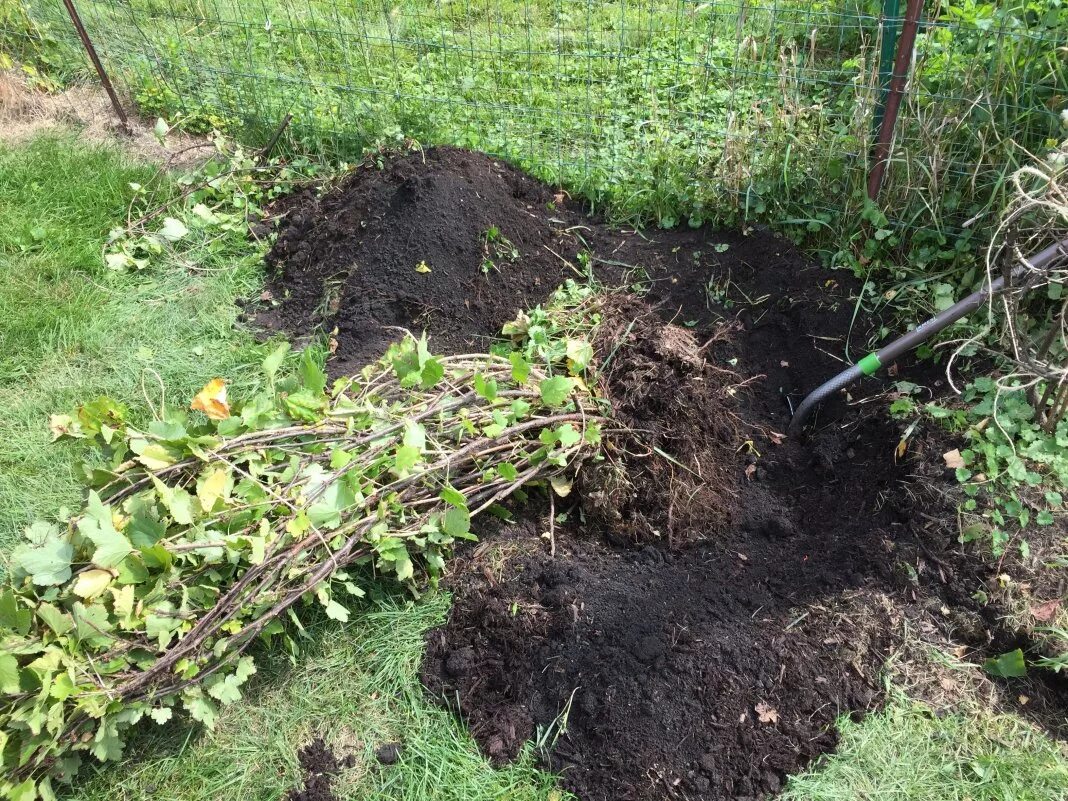 Можно ли пересаживать кусты. Смородина в огороде. Посадка смородины. Посадка. Посадка кустарников.