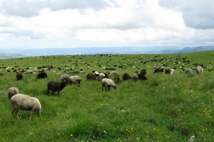 Опустынивание перевыпас скота. Где получило распространение отгонно пастбищное животноводство. Земли отгонного животноводства в дагестане. Где получило распространение отгонно пастбищное животноводство. Стойловое животноводство страны.