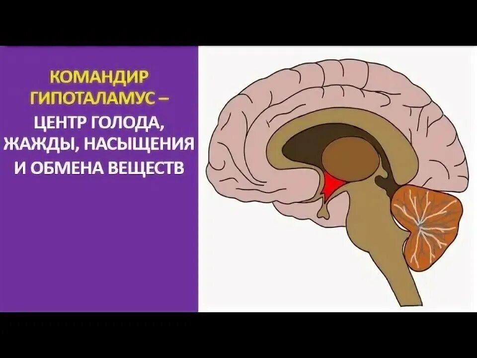 Центр голода находится выберите ответ. Центр голода в гипоталамусе. центр голода и насыщения в гипоталамусе. центр жажды голода насыщения. центр насыщения в головном мозге.