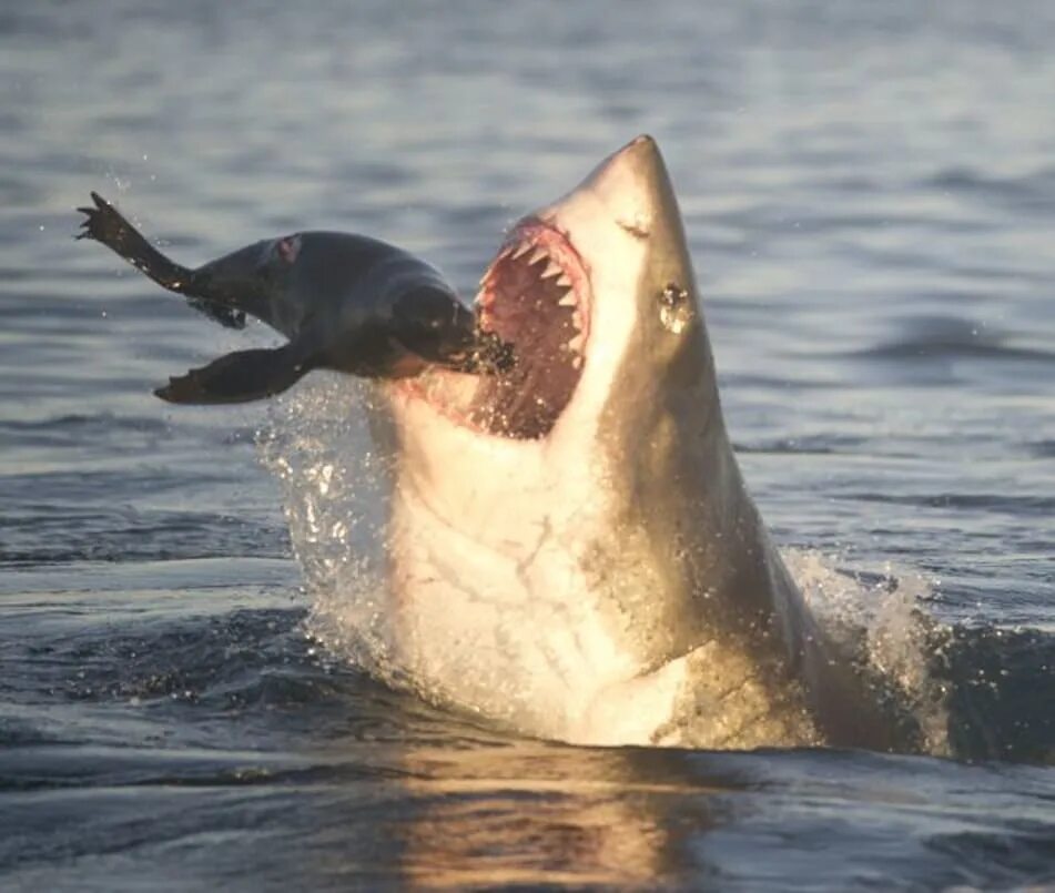 Нападение касаток. Касатки нападают на тюленей. Нападение касаток на акул.