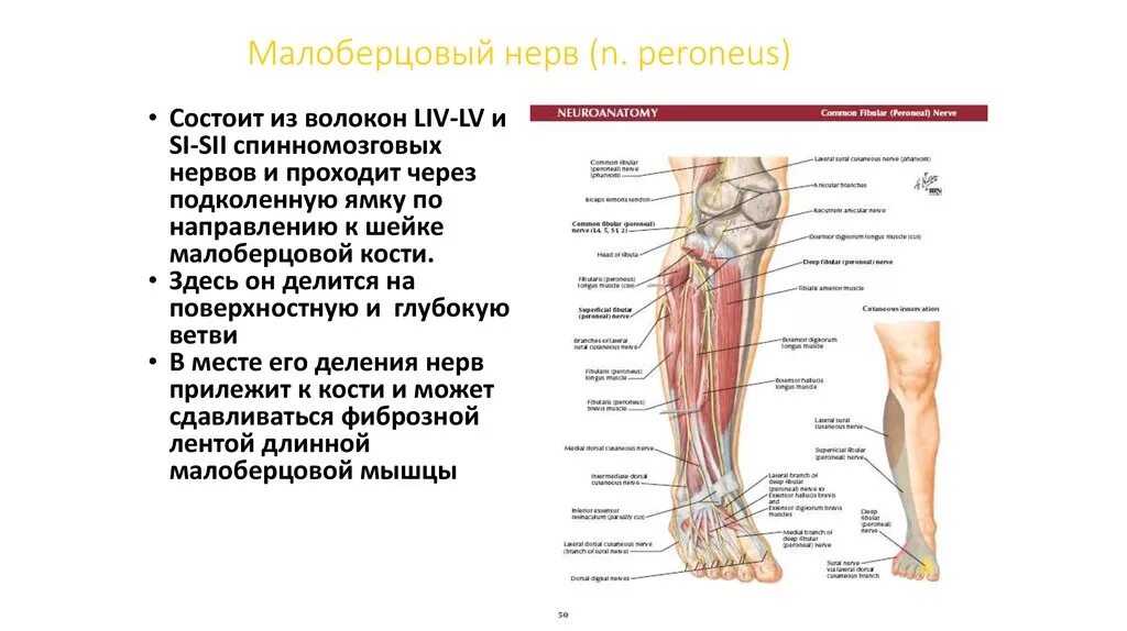 Нейропатия бедра. Нейропатии большеберцового малоберцового нерва. Поверхностный малоберцовый нерв иннервирует. Иннервация передней поверхности голени. Большеберцовый и общий малоберцовый нерв.