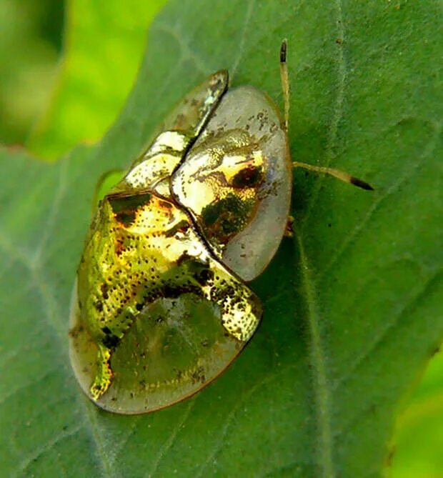 Золотистый жук. Золотой черепаховый Жук. Charidotella sexpunctata Жук. Жук Золотая черепаха. Золотой Жук – Золотая черепаха.