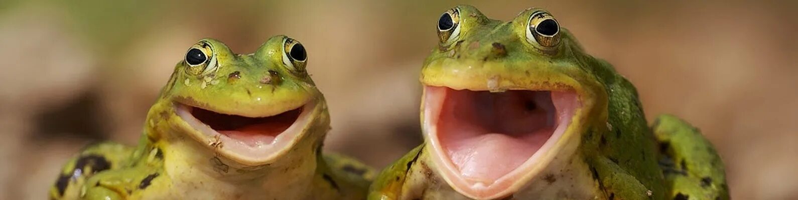 Милые лягушки. Жаба квакает. Надутая лягушка. Лягушка анимация. Кваканье лягушек.