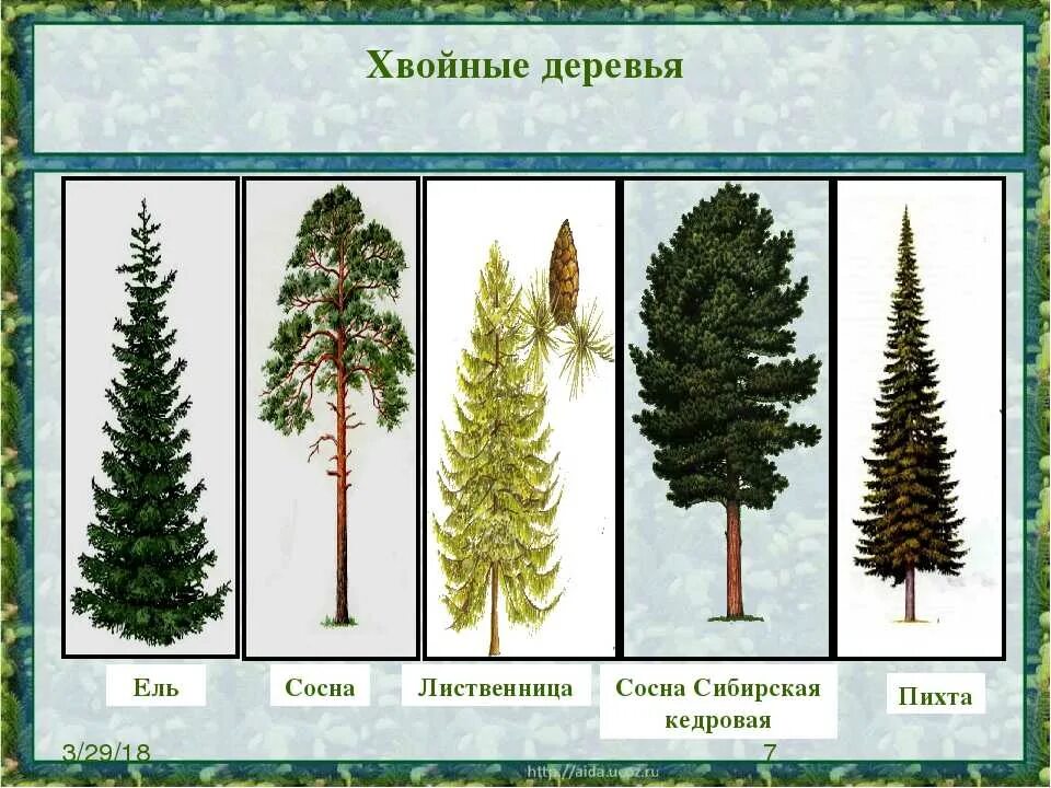 Назови хвойные. Ель сосна кедр пихта. Ель пихта сосна кедр лиственница. Ель сосна пихта лиственница. Ель сосна Кедровая сосна пихта лиственница.