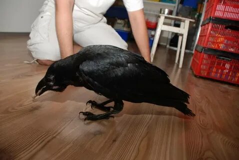До какого будет идти ворон на домашнем