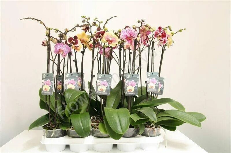 Bohemian orchids. Фаленопсис bohemian. фаленопсис &quot;bohemian salsa&quot;. орхидея бохемиан. фаленопсис богемиан.
