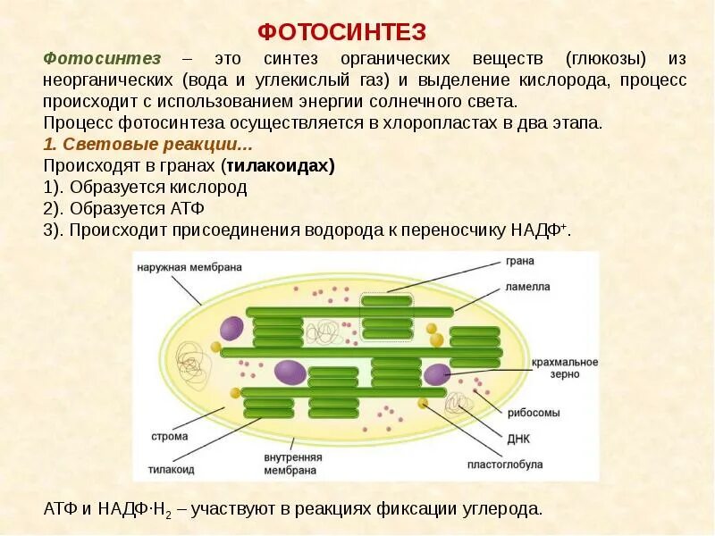 В хлоропластах синтезируется. Фотосинтез Синтез органических веществ. Синтез органических веществ из неорганических. Фотосинтез это процесс синтеза органических веществ.