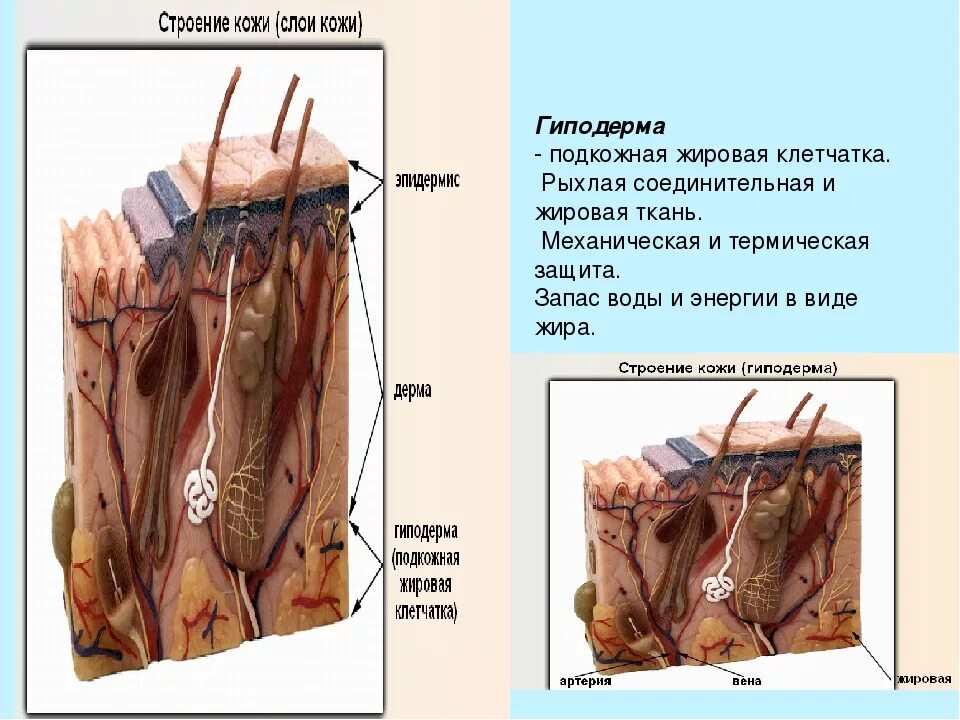 Клетчатка строение и функции. Подкожная клетчатка гиподерма. Ткань гиподермы структура. Слой кожи ткань строение функции. Строение подкожно жировой клетчатки.