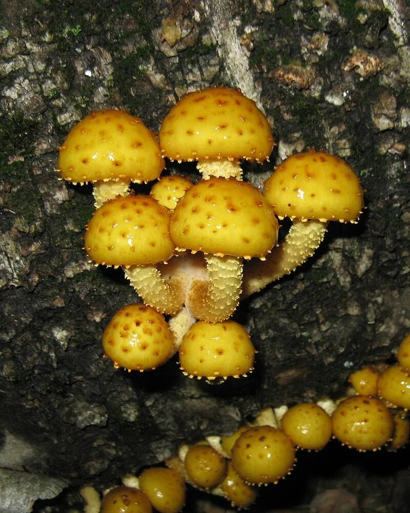 Файл:Armillaria mellea - honey fungus UK.jpg - Википедия
