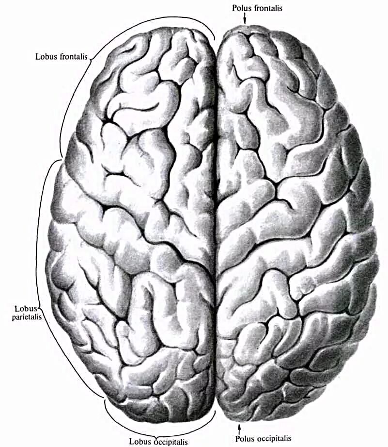 Извилины мозга Синельников анатомия. Борозды и извилины головного мозга. Головной мозг вид сверху. Большой мозг. Извилины брюс