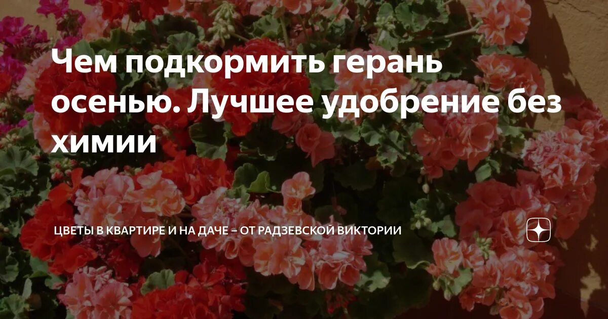 Чем подкормить герань народными средствами. Удобрение для герани. Подкормка для герани чтобы цвела. Подкормка пеларгонии для обильного цветения. Герань подкормка для пышного цветения.