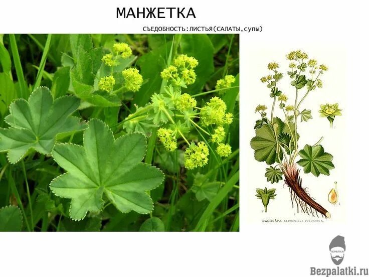 Манжетка листорасположение. Манжетка остролистная. лист манжетки. манжетка обыкновенная лист. манжетка сибирская.