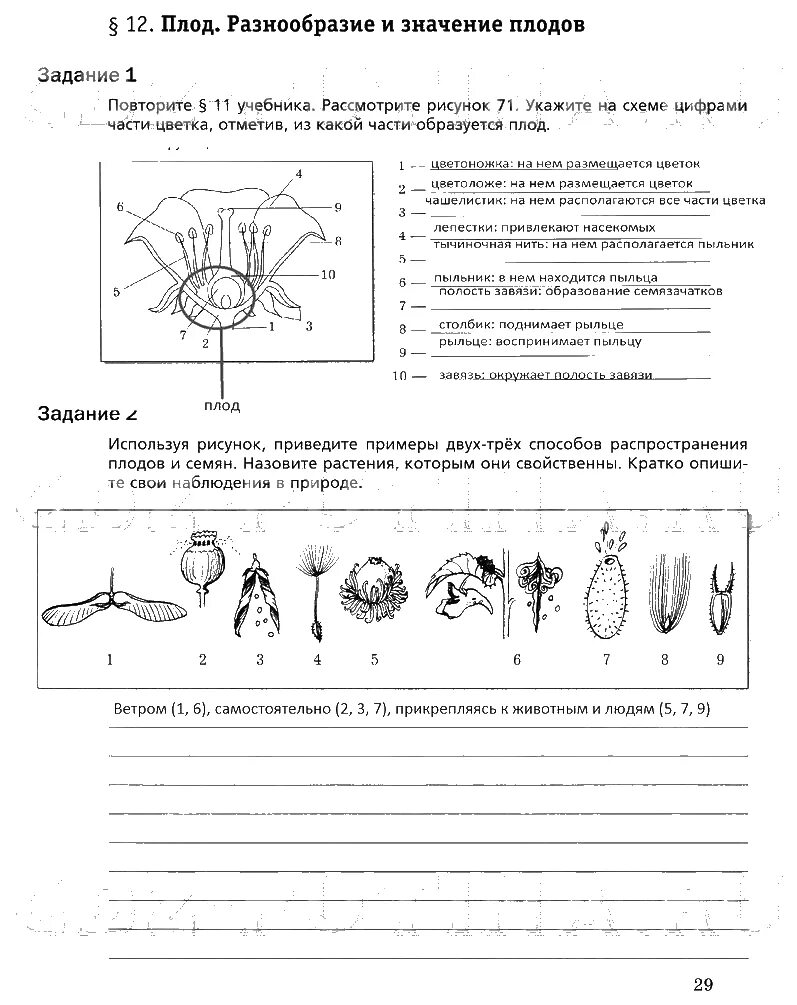 Тест ответами биология плод. Биология 6 класс рабочая тетрадь задания части в. Тетрадь по биологии 6 класс Пономарева. Рабочая тетрадь по биологии 6 класс по Пономарева. Биология 6 класс рабочая тетрадь 1 часть 6 класс.