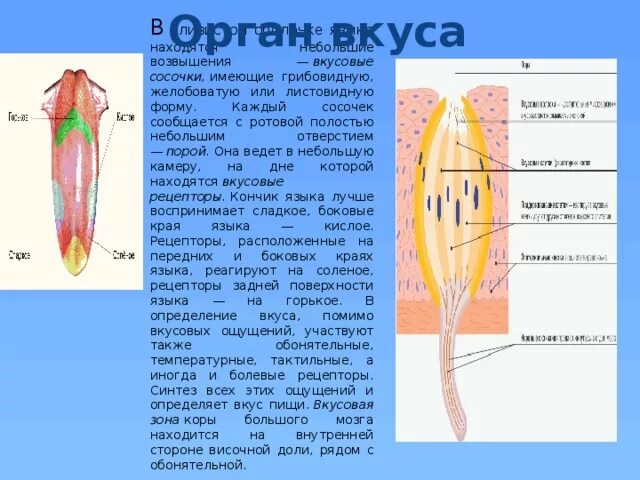 Кончик языка лучше различает. Рецепторы вкусовых ощущений.