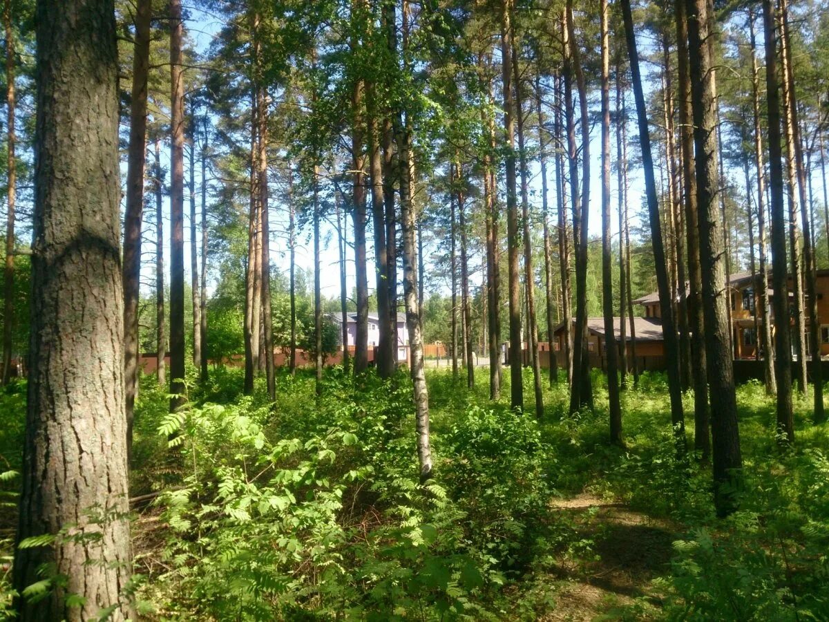 Поляны выборгский. Поляны (выборгский район). посёлок поляны ленинградская область выборгский район. гдовский горизонт выборгский район синицыно. посёлок поляны ленинградская область выборгский район фото.