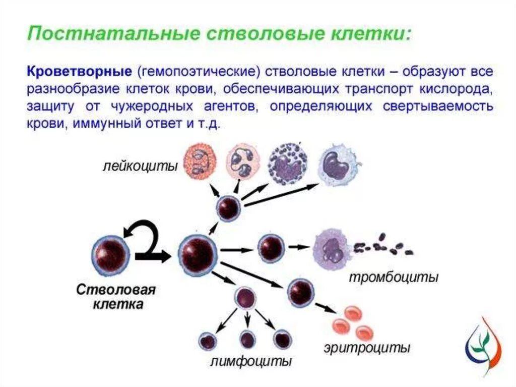 Сколько стволовых клеток. Стволовые клетки человека строение. Схема строения стволовых клеток. Строение стволовой клетки. Эмбриональные стволовые клетки строение.