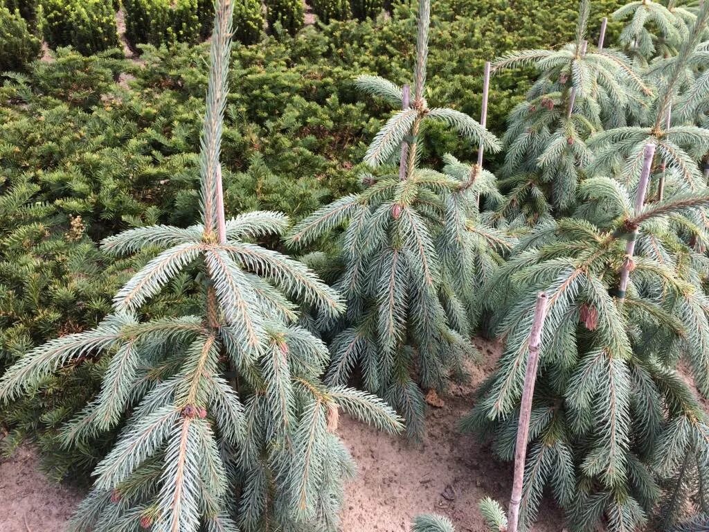 Ель энгельмана буш лейс (picea engelmannii bush's lace). Энгельмана глаука пендула. Ель энгельмана пендула. Ель буш лейс. Ель энгельмана буш лейс.