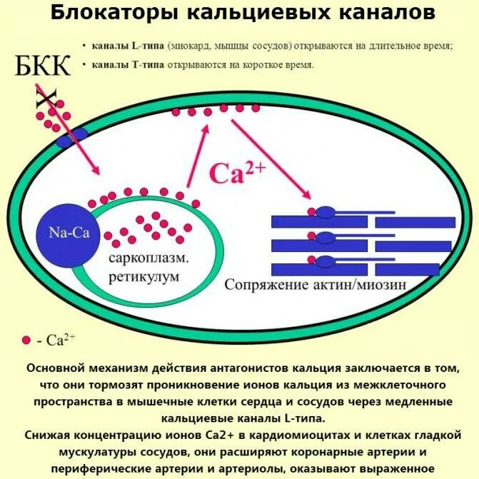 Блокаторы кальциевых каналов препараты поколения. Блокаторы кальциевых каналов. Блокаторы медленных кальциевых каналов. Антагонисты кальциевых каналов. Ингибиторы кальциевых каналов.