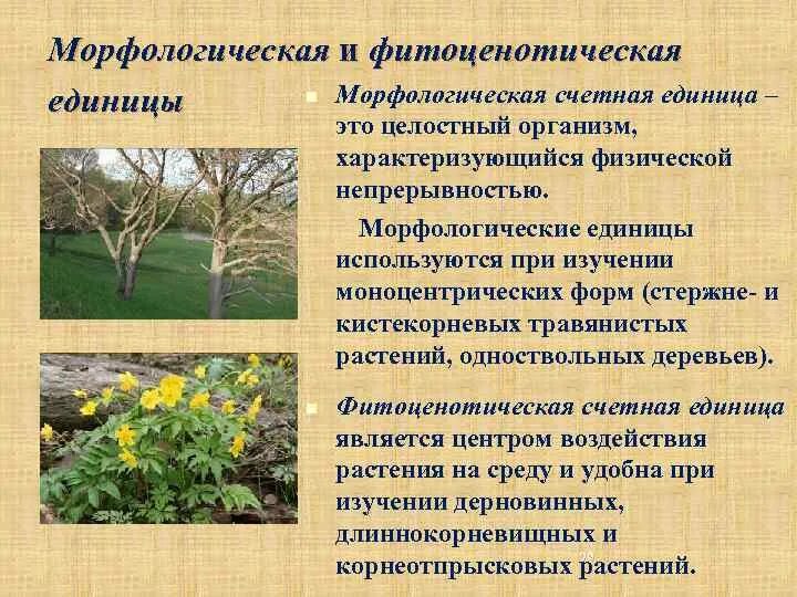 Единицы морфологического уровня языка. Единицы морфологии. Морфологический уровень. Единицы морфологического уровня языка. Локальные природные геосистемы – морфологические единицы ландшафта.