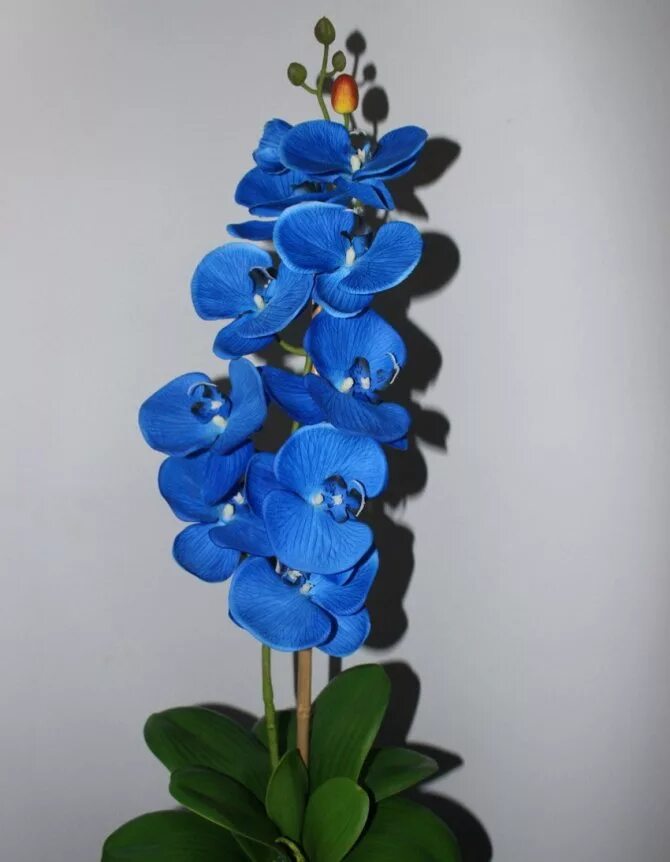 Синяя орхидея в горшке. Орхидея фаленопсис голубая. Орхидеи ультрамарин. Синие орхидеи. Фаленопсис синий.