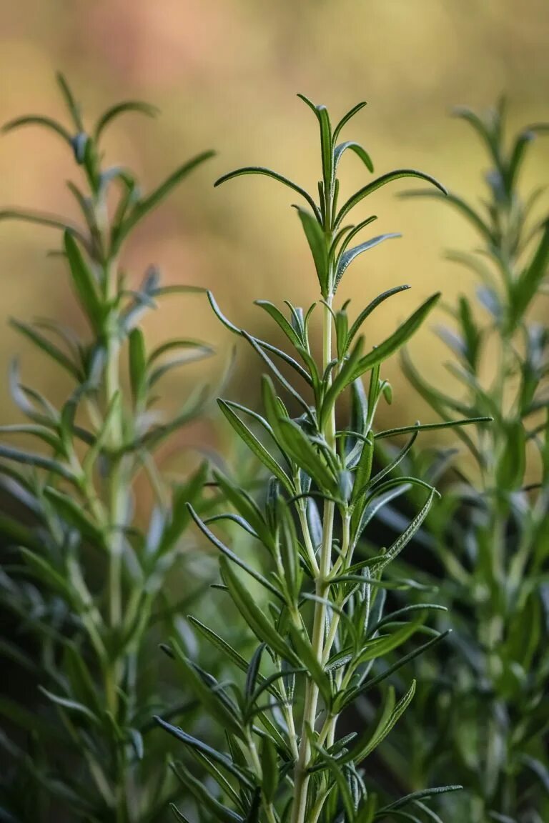 Розмариновый цвет. Розмариновый цвет. Розмарин растение. Rosmarinus officinalis. Rosmarinus officinalis.