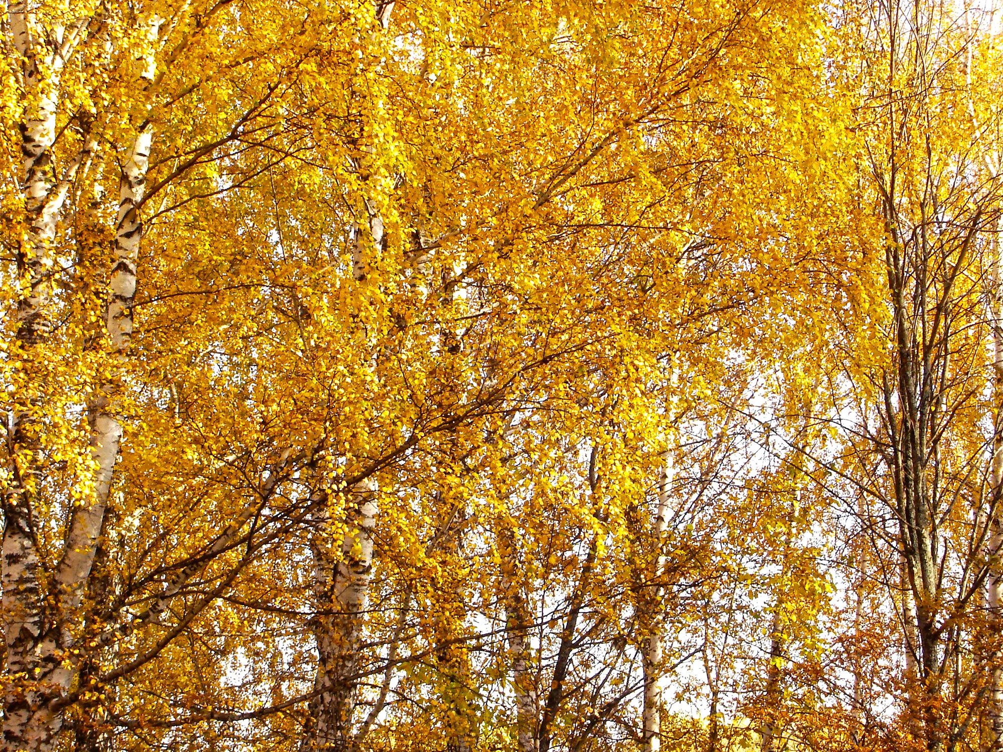 Березовая роща золотая осень. Березово золото. Береза желтая (betula costata). Береза в золотом платье. Берёза жёлтая.