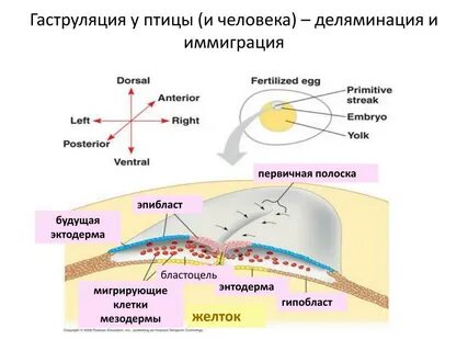 Прехордальная пластинка