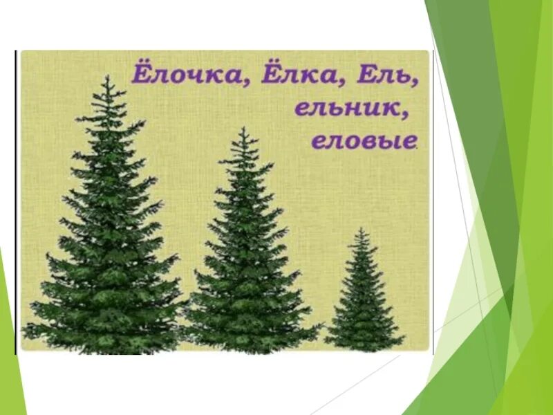 Проект про ель. Ель и елка. Ель родственные слова. Ель 2 класс. Слова со словом елка