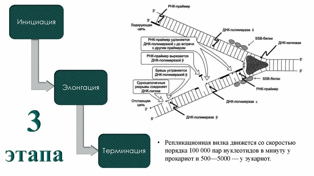 Полимеразы и лигазы