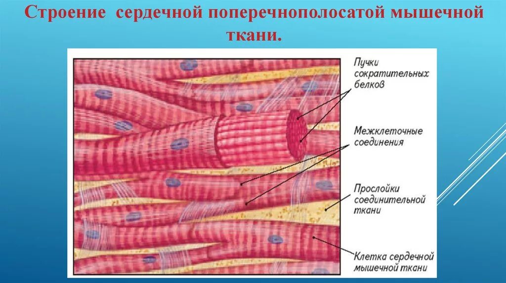 Где находятся поперечно полосатые ткани. Поперечнополосатая сердечная мышечная ткань строение. поперечнополосатая сердечная мышца ткани. схема строение сердечной мышечной ткани. строение поперечно полосатой мышечной ткани.