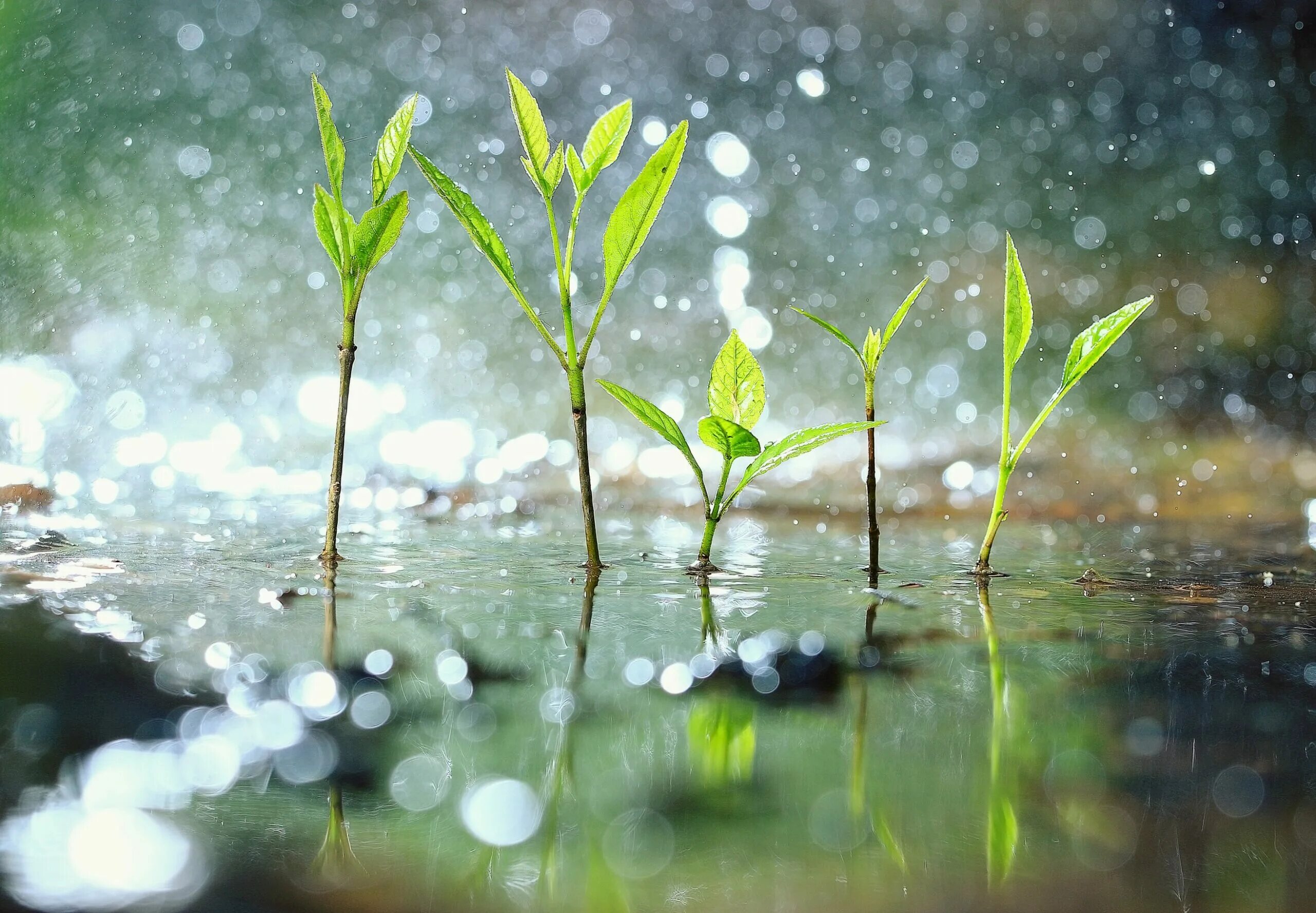 Rain ing. Зелень после дождя. Росток под дождем. Весенний дождь. Растения под дождем.