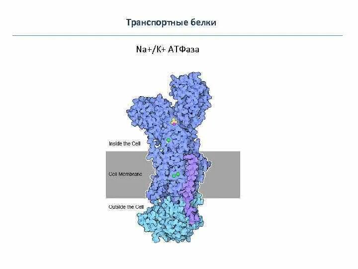 Функции характерные только для белков. Укажите транспортный белок. Транспортная функция белков. Транспортные белки функции. Укажите транспортный белок.