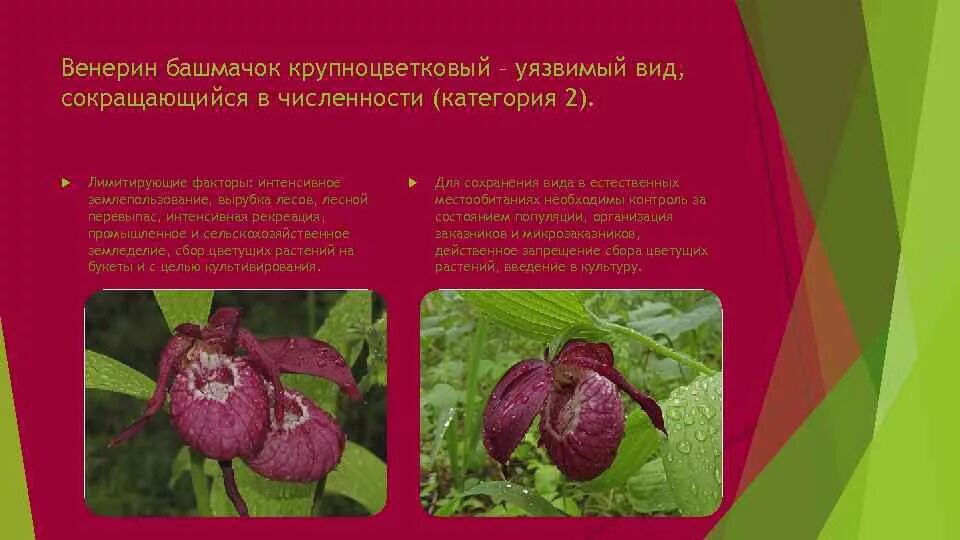 В какой природной зоне растет венерин башмачок. В какой природной зоне растет венерин башмачок