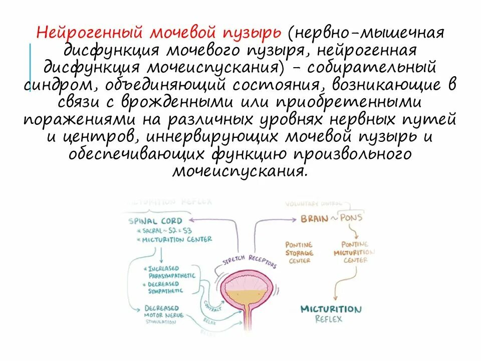 Цистит интерстициальный симптомы у женщин и лечение. Гиперактивный мочевой пузырь патогенез. Нейрогенная дисфункция мочевого пузыря. Нейрогенный мочевой пузырь презентация. Нейрогенная дисфункция мочевого пузыря презентация.