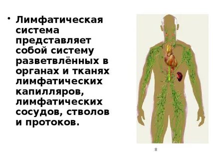 Лимфатическая ткань