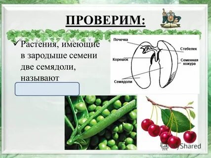 Две семядоли имеет растение