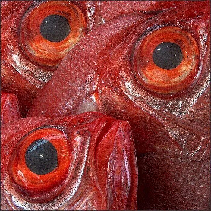 Ем глаза рыбы. Фонареглаз рыба. Рыбий глаз. Рыбьи глазки. Рыбий глаз рыба.
