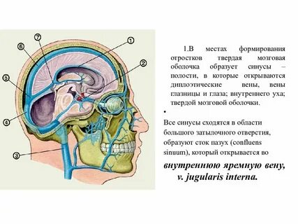 Твердый мозг