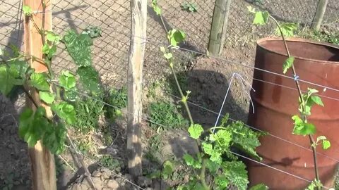 Как укрыть виноград от заморозков весной возвратных