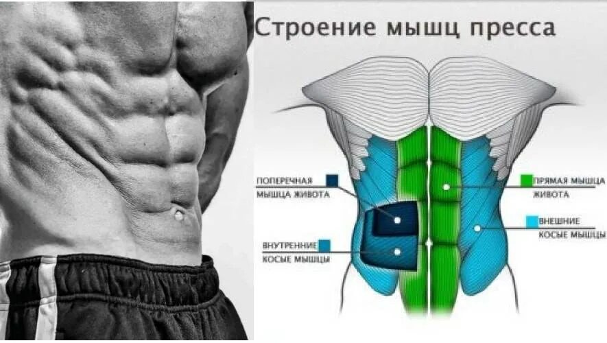 Мышцы пресса анатомия. Боковые мышцы живота. Косые мышцы живота анатомия. Внутренние косые мышцы пресса