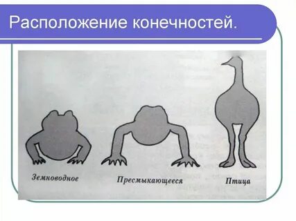 Что отличает пресмыкающихся от земноводных тазовые почки