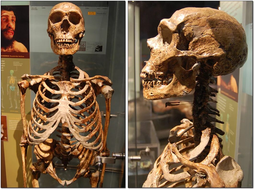 Череп древнего человека и современного. Музей Неандерталь скелет. Музей Неандерталь Эволюция черепа.