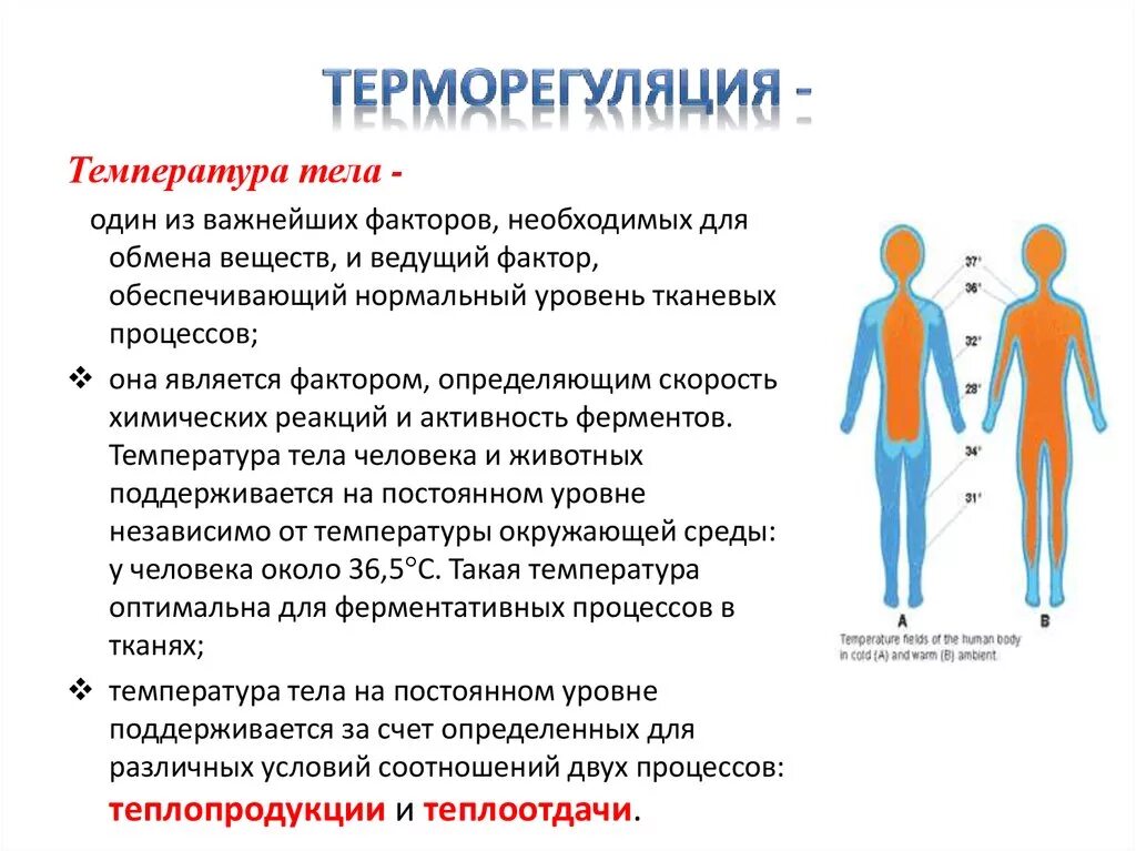 Терморегуляция организма человека. Процесс терморегуляции организма. Регуляция температуры тела человека. Терморегуляция температура тела.