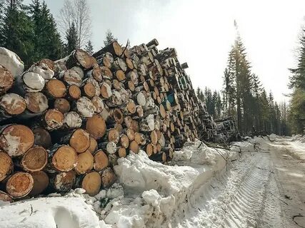 Госуслуги заготовка древесины