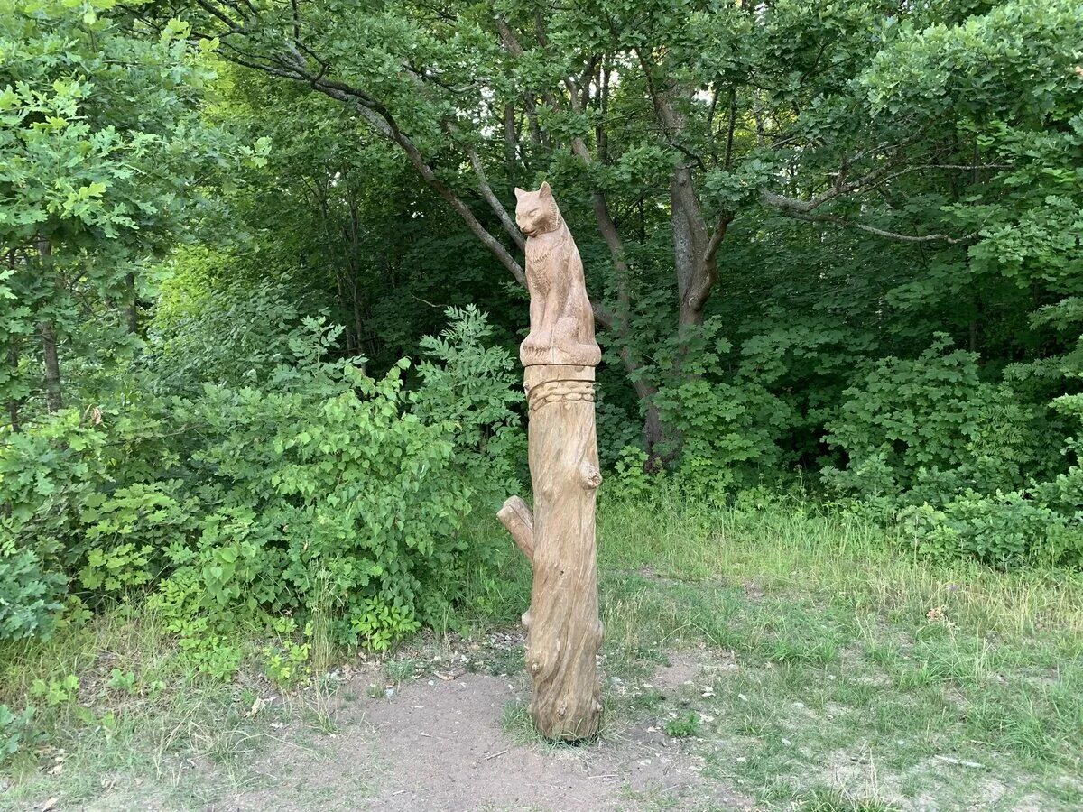 Бугаина тропа в лисьем носу. Экотропа у лукоморья спб. экотропа ленинградская область. эко тропы ленобласти.