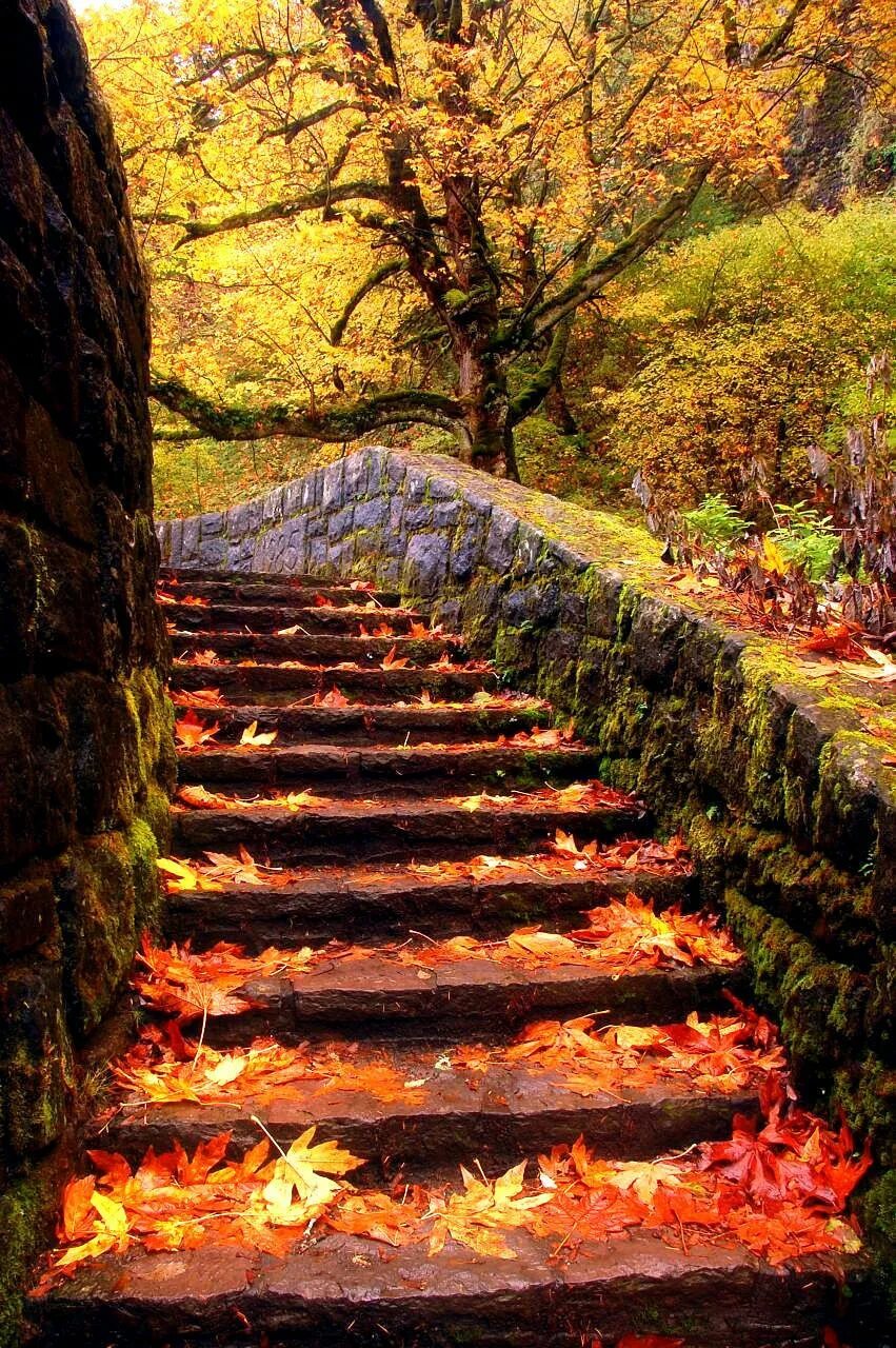 Stepped fall. Осенняя лестница. Лестницы в парках. Лестница в лесу. Осенняя лестница в парке.