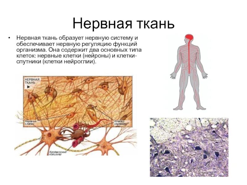Нервная ткань состоит из собственно нервных клеток. Нервная ткань функции 5 класс биология. Клетки нервной ткани схема. Тип ткани нервной ткани человека. Нервная ткань строение и функции рисунок.