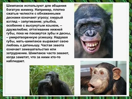 Способы общения животных